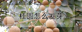 桂圆怎么发芽,第1图