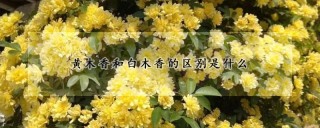 黄木香和白木香的区别是什么,第1图