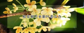 桂花树不长新叶怎么办,第1图