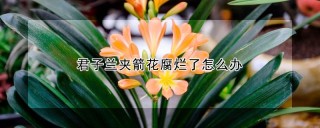 君子兰夹箭花腐烂了怎么办,第1图