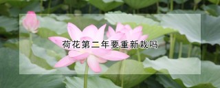 荷花第二年要重新栽吗,第1图