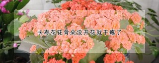 长寿花花骨朵没开花就干瘪了,第1图