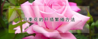 月季花的扦插繁殖方法,第1图