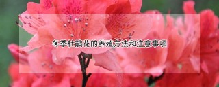 冬季杜鹃花的养殖方法和注意事项,第1图