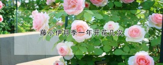 藤小伊月季一年开花几次,第1图