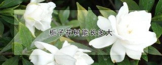 栀子花树能长多大,第1图