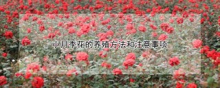 小月季花的养殖方法和注意事项,第1图