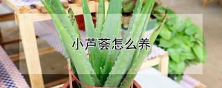 小芦荟怎么养,第1图