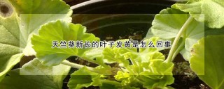 天竺葵新长的叶子发黄是怎么回事,第1图