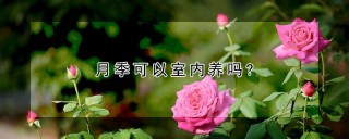 月季可以室内养吗?,第1图