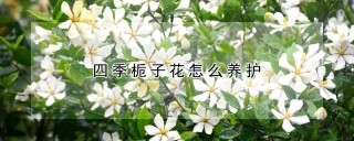 四季栀子花怎么养护,第1图