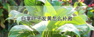 白掌叶子发黄怎么补救,第1图