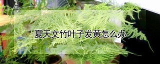 夏天文竹叶子发黄怎么办,第1图