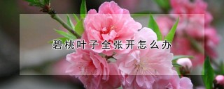 碧桃叶子全张开怎么办,第1图