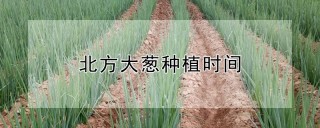 北方大葱种植时间,第1图