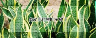 虎皮兰烂根叶子软了,第1图