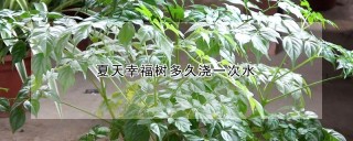 夏天幸福树多久浇一次水,第1图