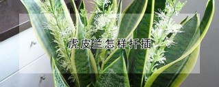 虎皮兰怎样扦插,第1图