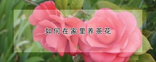 如何在家里养茶花,第1图