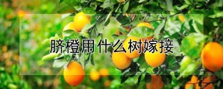 脐橙用什么树嫁接,第1图