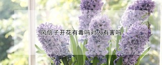 风信子开花有毒吗对人有害吗,第1图