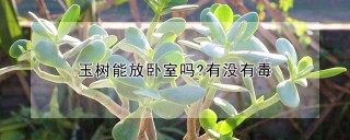 玉树能放卧室吗?有没有毒,第1图