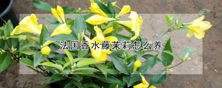 法国香水藤茉莉怎么养,第1图