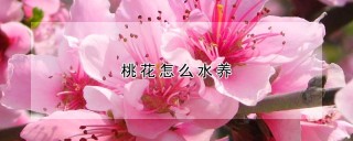 桃花怎么水养,第1图