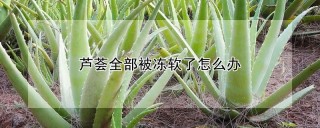 芦荟全部被冻软了怎么办,第1图