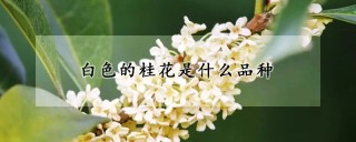 白色的桂花是什么品种,第1图