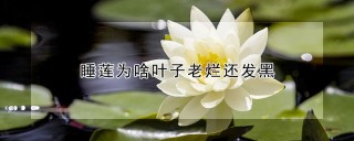 睡莲为啥叶子老烂还发黑,第1图