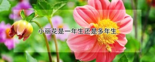 小丽花是一年生还是多年生,第1图