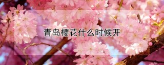 青岛樱花什么时候开,第1图