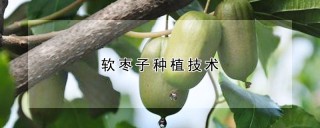 软枣子种植技术,第1图