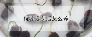 碗莲发芽后怎么养,第1图