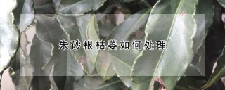 朱砂根枯萎如何处理,第1图