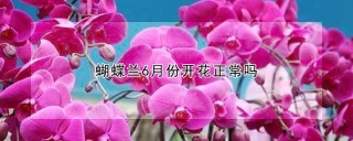 蝴蝶兰6月份开花正常吗,第1图