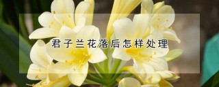 君子兰花落后怎样处理,第1图