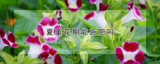 夏堇花期能施肥吗,第1图