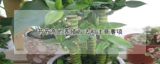 节节高的养殖方法和注意事项,第1图