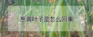 葱黄叶子是怎么回事,第1图