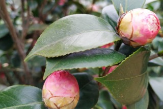 茶花叶子发黑掉了是什么原因，染上病虫害/缺光不透风,第2图