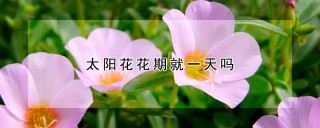 太阳花花期就一天吗,第1图