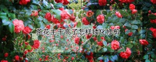 茶花主干高了怎样矮化修剪,第1图