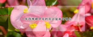 一年四季都开花的花卉盆栽有哪些,第1图