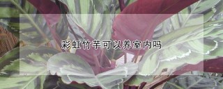 彩虹竹芋可以养室内吗,第1图