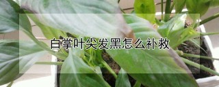 白掌叶尖发黑怎么补救,第1图