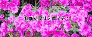 杜鹃花是什么季节开?,第1图