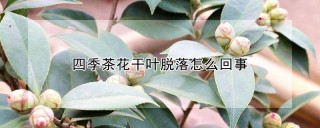 四季茶花干叶脱落怎么回事,第1图