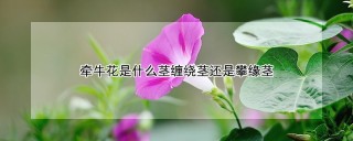 牵牛花是什么茎缠绕茎还是攀缘茎,第1图